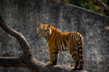 远东之虎：东北虎的生活与保护