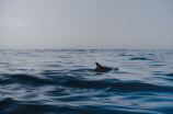 鲨鱼为什么怕海豚(聪明的海豚为什么能让鲨鱼畏惧？)